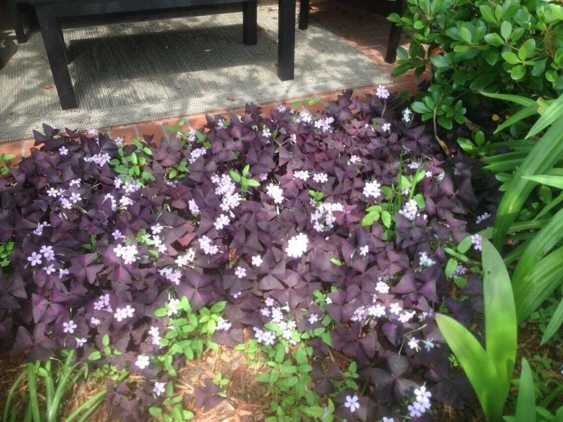 Oxalis Triangularis Wood Sorrel (Purple Shamrock) (Bulb/Not Plant) – US Seller!