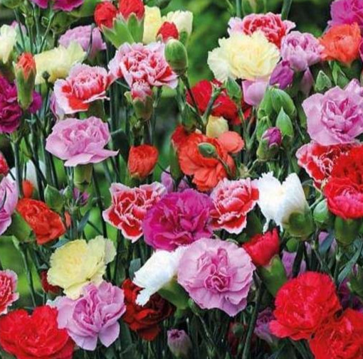 CHABAUD CARNATION FLOWER SEEDS 100+ “CLOVE” scented WILDFLOWER cottage GARDEN