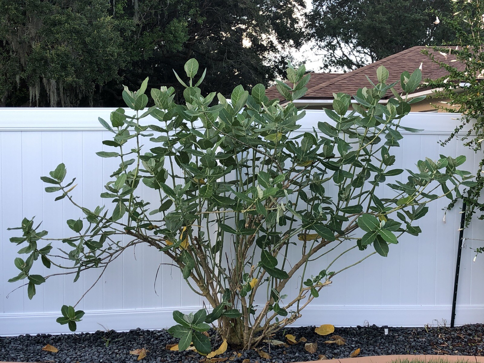 Calotropis gigantea Giant purple milkweed 10 seeds easy to grow monarch Big Leaf