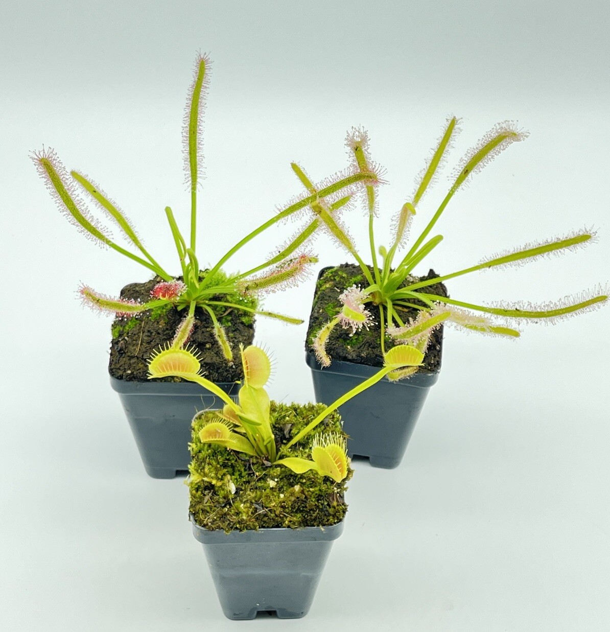 carnivorous plants starter kit Drosera Capensis Alba(1), Pink Flower(1), VFT(1)