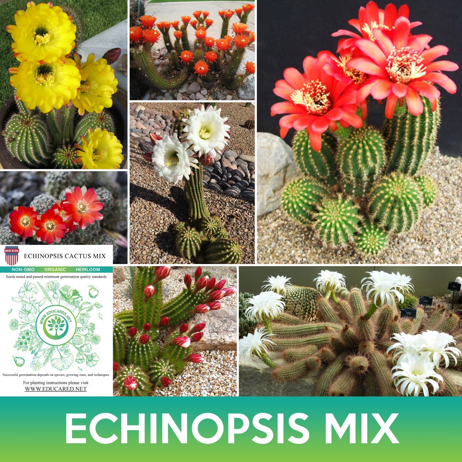 Echinopsis Cactus Mix Seeds