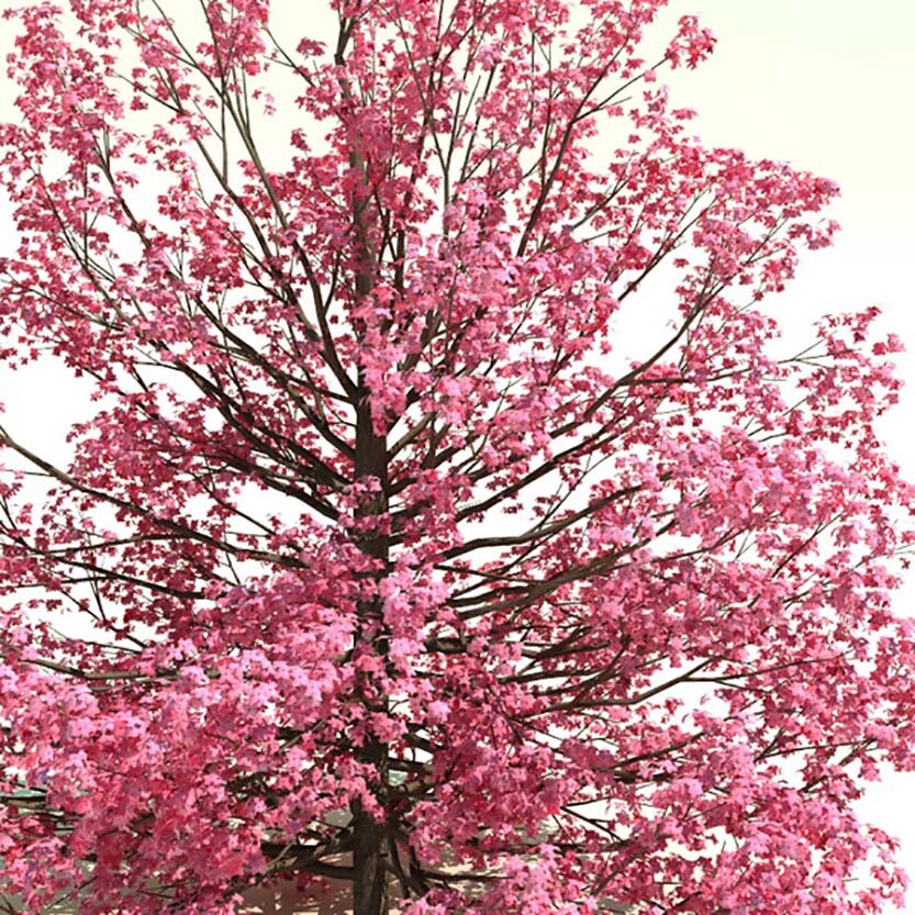 Red Flowering Dogwood, Cornus florida rubra, Tree Seeds (Showy Flowers, Hardy)