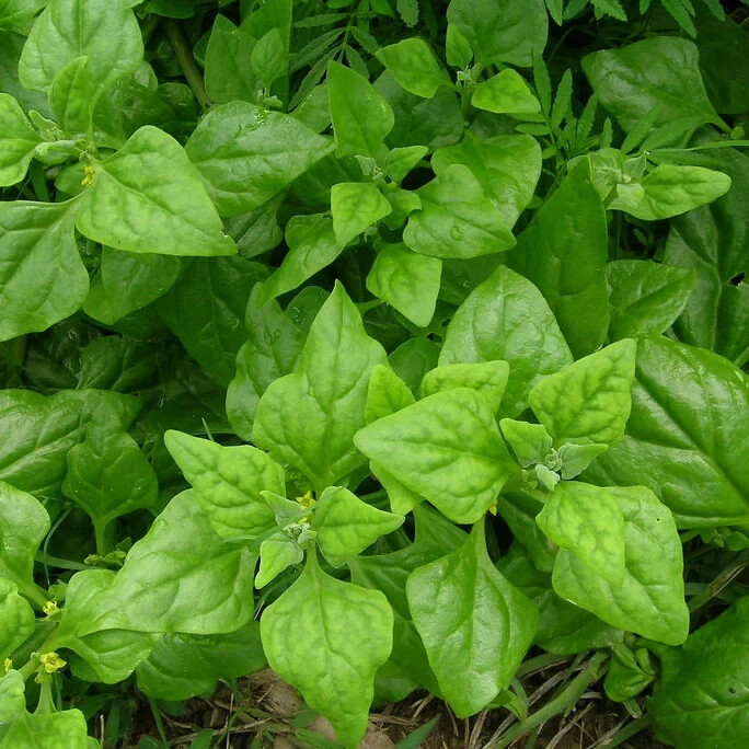 100 New Zealand Spinach Seeds Non-GMO Free Shipping