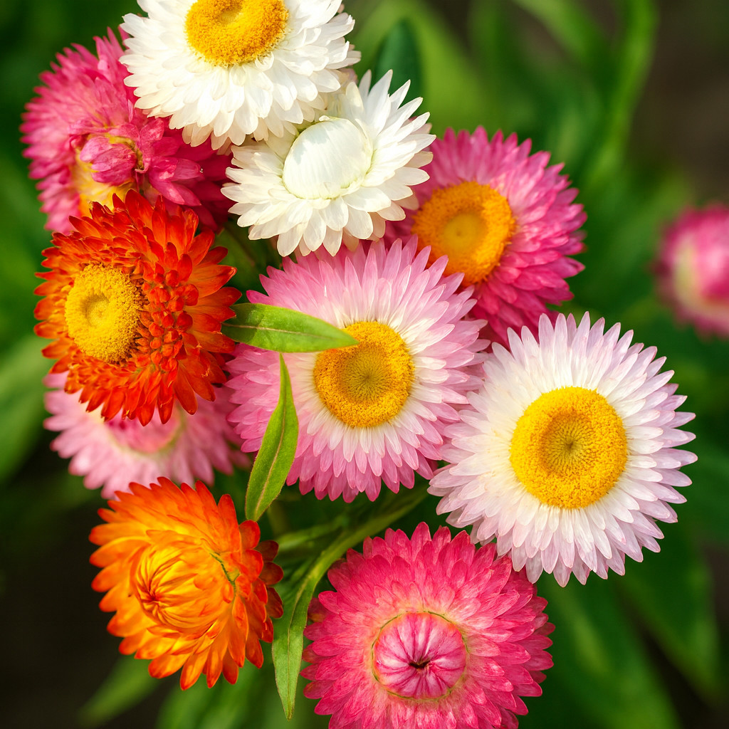 STRAWFLOWER 50 SEEDS SPRING MIX DAISY PERENNIAL RARE DROUGHT HEAT TOLERANT USA