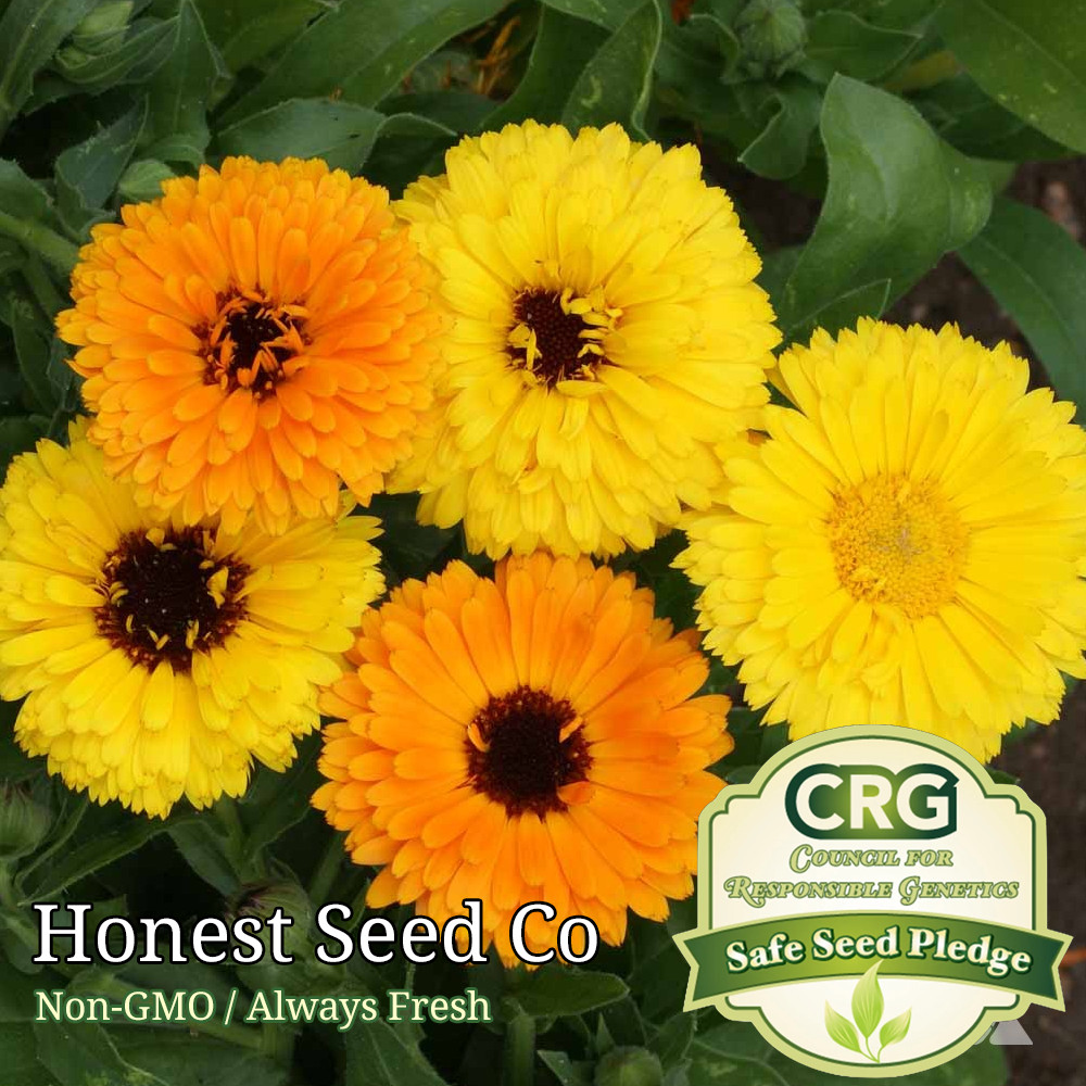 Fiesta Gitana Calendula Flower Seeds – Color Mix Non-GMO Edible Flowers