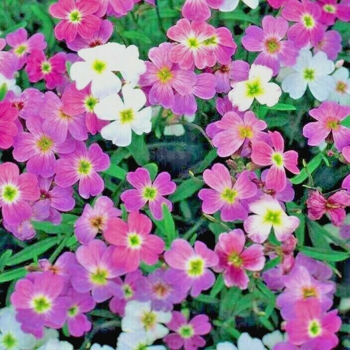 1000+VIRGINIA STOCK Flower Seeds Flowering Groundcover Borders Container Easy