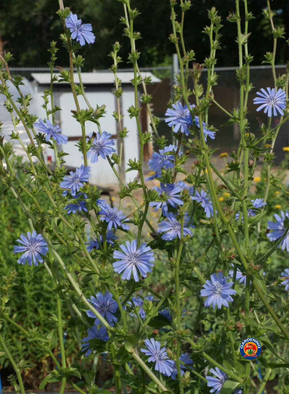 1000 Chicory Seeds Cichorium intybus