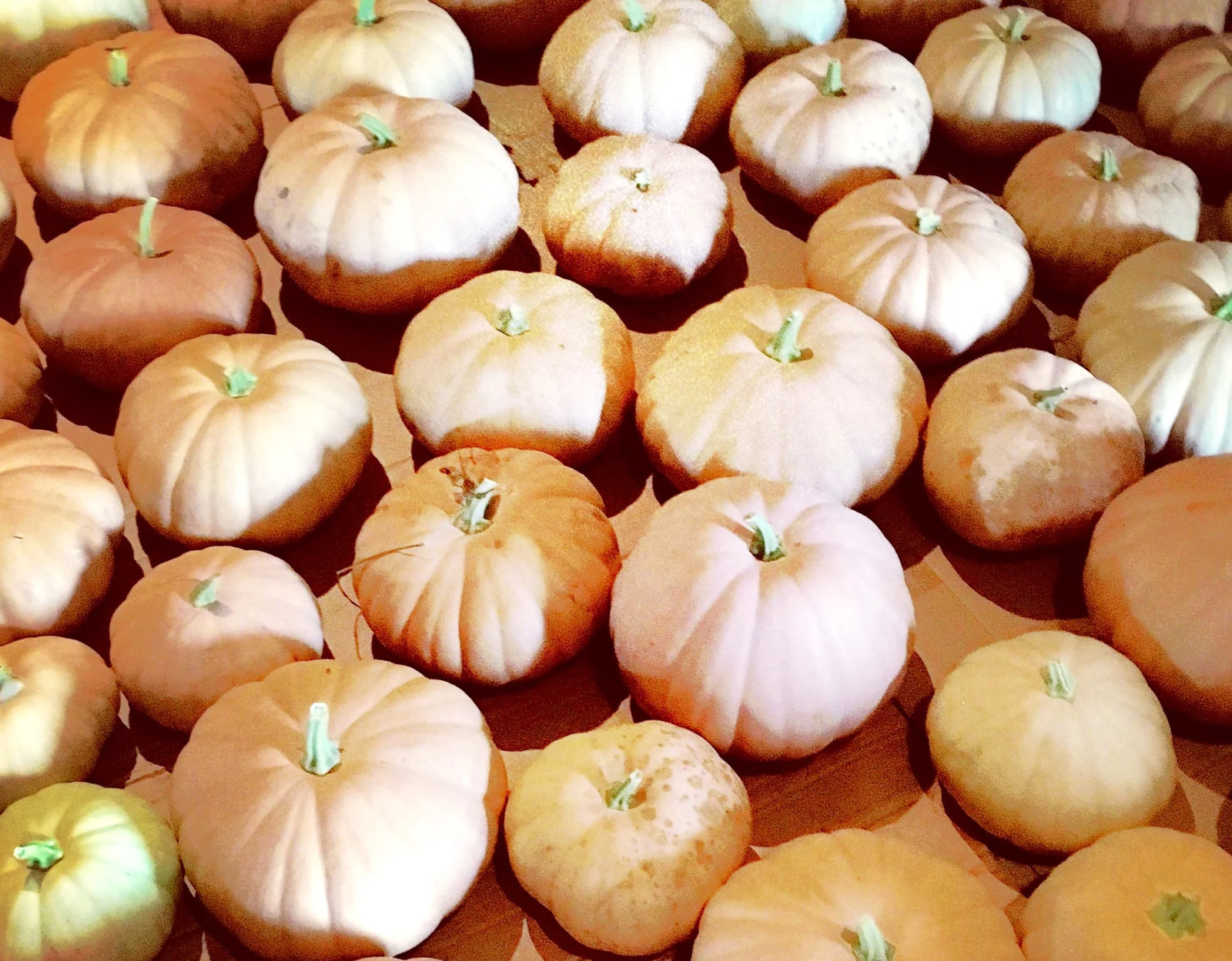 Long Island Cheese Pumpkin Seeds | Tan Fairytale Cinderella Squash Seed 2025