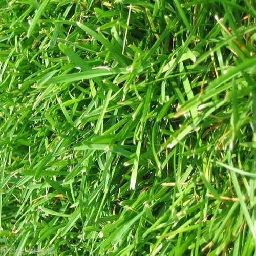 Bermuda Grass Seeds (Common Unhulled) 5 Lbs Bulk Bag “Premium Grade”