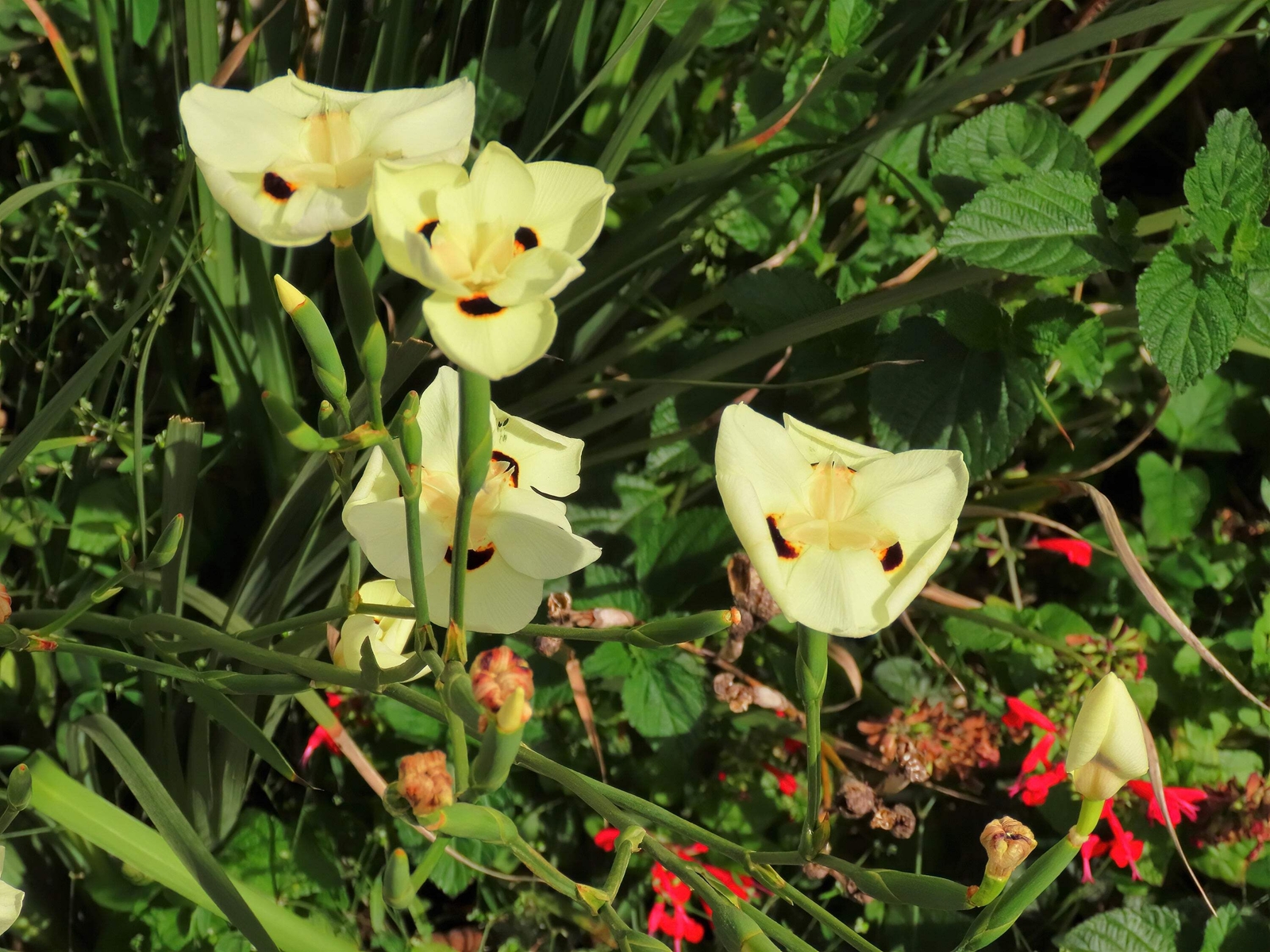 20 YELLOW AFRICAN IRIS Fortnight Lily Dietes Bicolor Butterfly Flag Flower Seeds