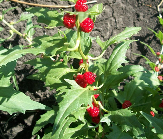 SPINACH STRAWBERRY STICKS Chenopodium Foliosum – 1,000 Bulk Seeds