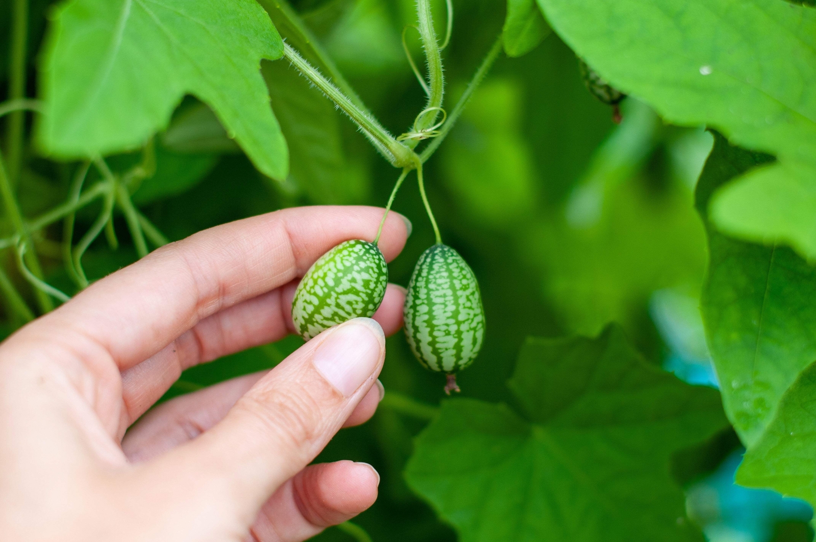10 CUCAMELON Melothria Scabra Mouse Melon Mexican Mini Watermelon Fruit Seeds