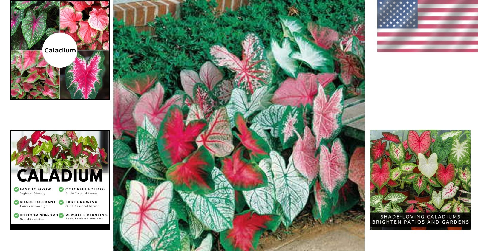 Exquisite Fancy Mix Caladium Bulbs – Pack of 10, Vibrant Indoor & Outdoor Decor