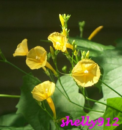 Yellow Trumpet Morning Glory – Ipomoea hederifolia var. lutea – 12 fresh seeds