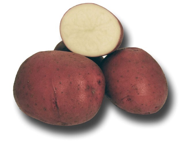 Colorado Rose – 2 lbs pounds- Certified Whole Seed Potatoes for Spring