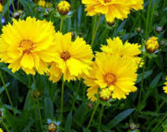 COREOPSIS GRANDIFLORA TEXAS 100 FRESH SEEDS FREE USA SHIPPING