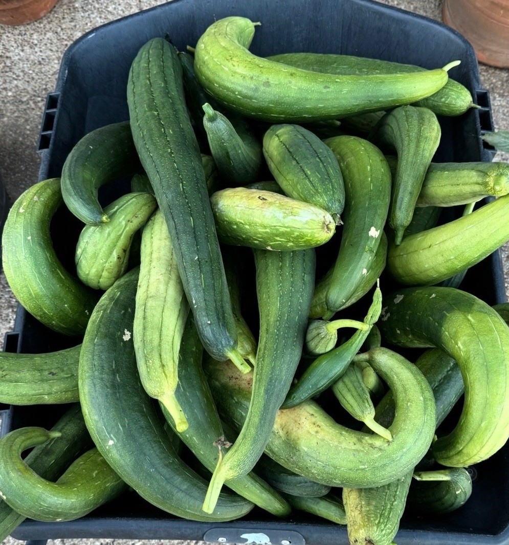 50 Super Long Luffa Gourd Seeds – Non-GMO, Luffa Sponge Gourd Seeds.
