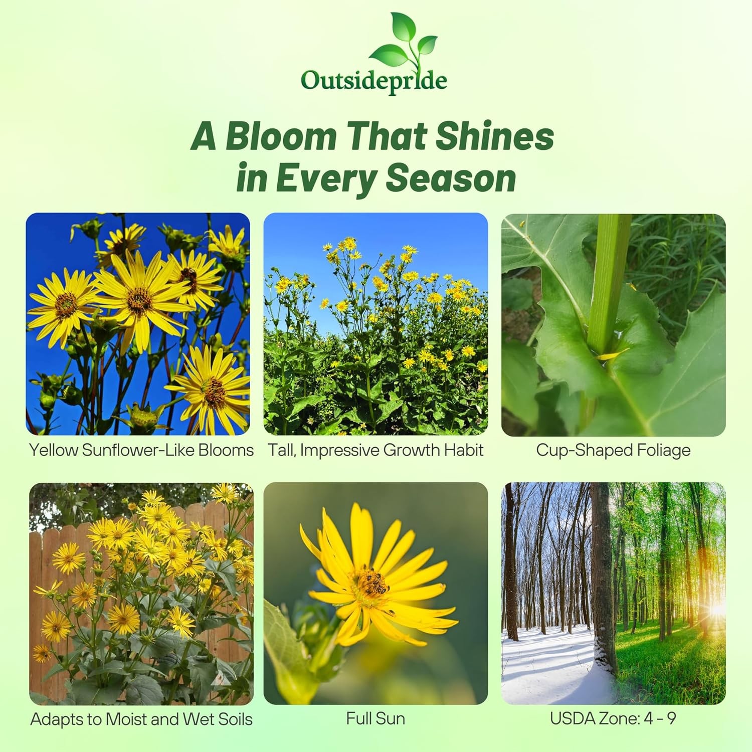 400 Seeds Silphium Seed – Cup Plant Flower Seeds