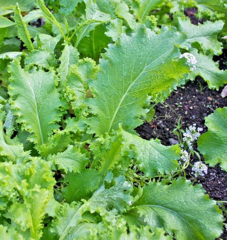 601+GIANT CURLED MUSTARD Seeds Heirloom Vegetable Garden Container Greens Easy
