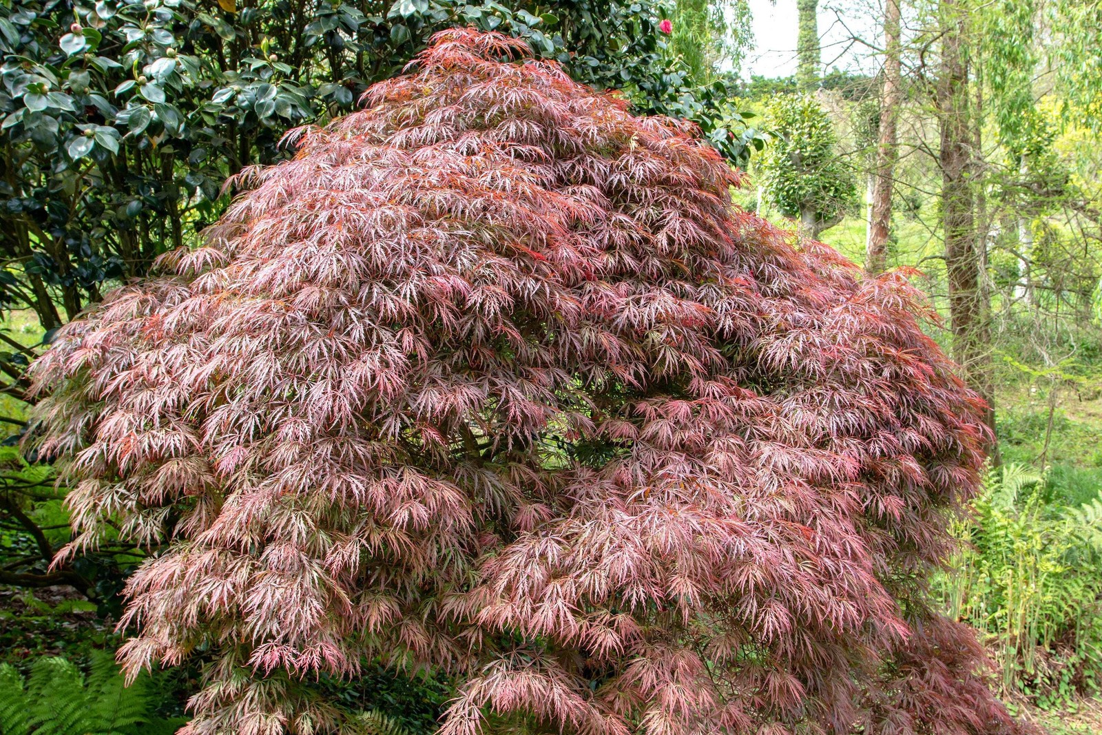 10 Red Dwarf Japanese LACELEAF MAPLE Tree Acer Palmatum Atropurpureum Seeds