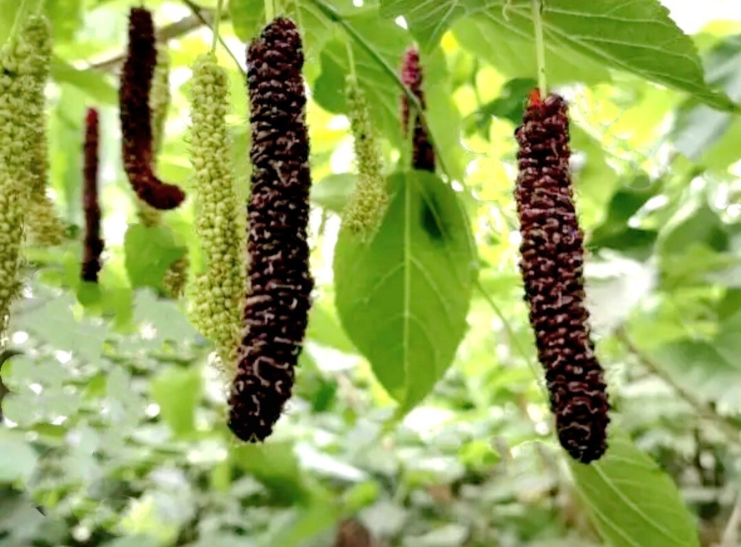 200 Pakistan Mulberry Fruit Tree Seeds Popular Variety Rare Morus Dense fruit