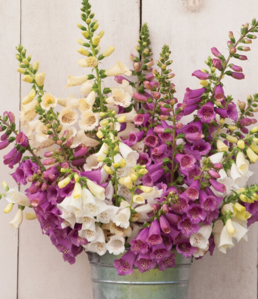 Foxglove Foxy Mix Seeds 500+ Digitalis Flower MIXED Biennial USA FREE SHIPPING