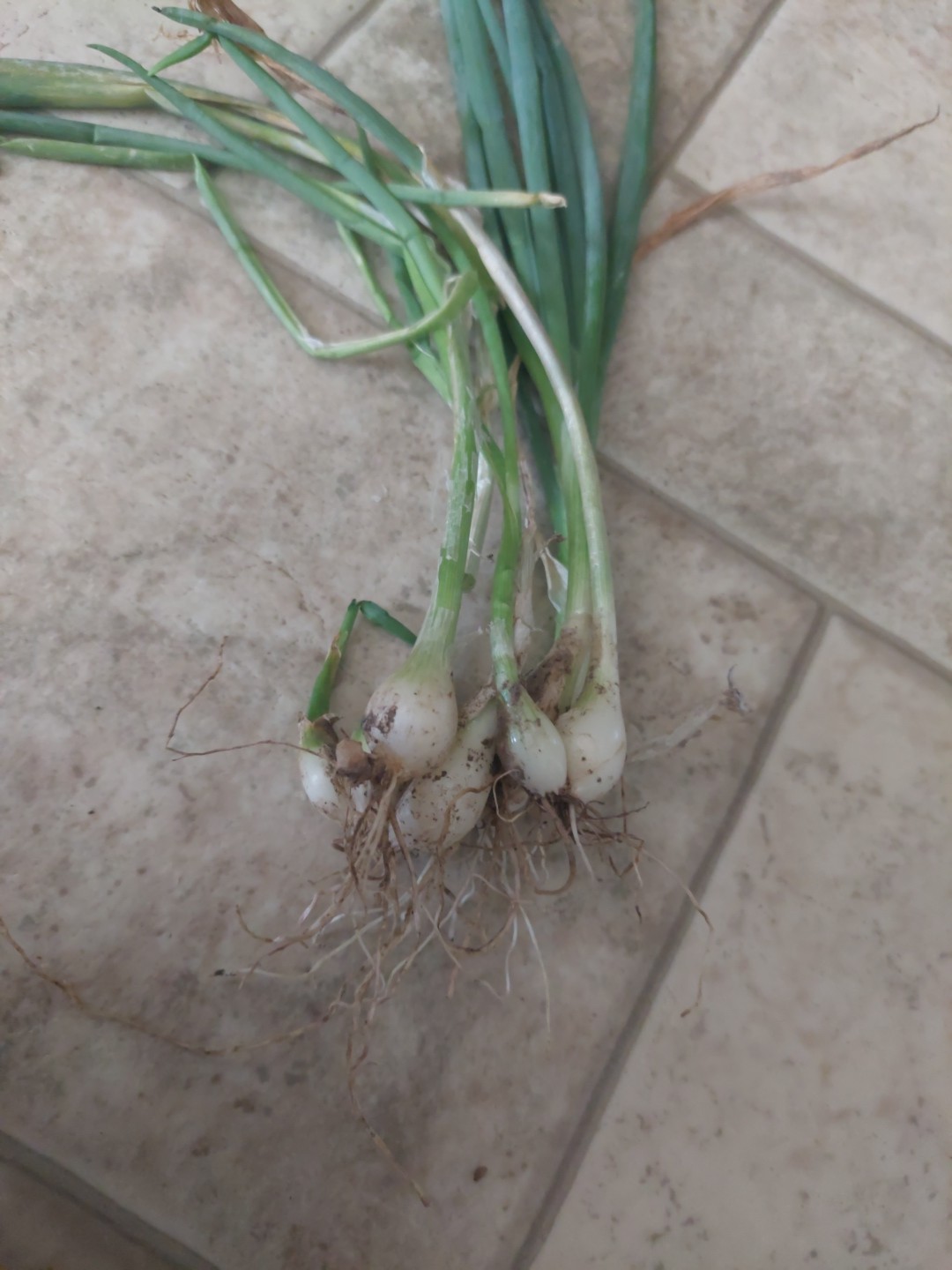 25 Egyptian Walking Multiplier Onions McCullar’s White Winter Hardy