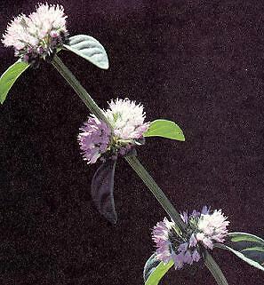 Pennyroyal Mentha pulegium 2,500 seeds