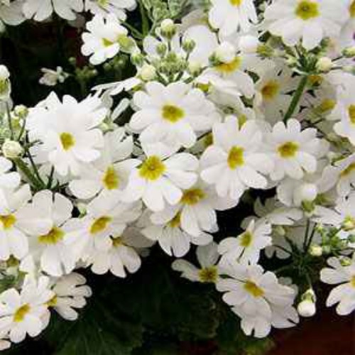 1000 Seeds Fairy Primrose Seeds – Primula Malacoides White Flower Seeds