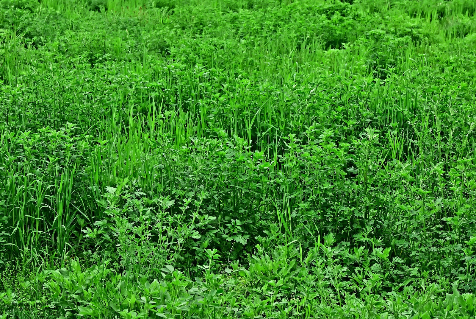2000 ALFALFA Medicago Sativa Flower Plant Seeds