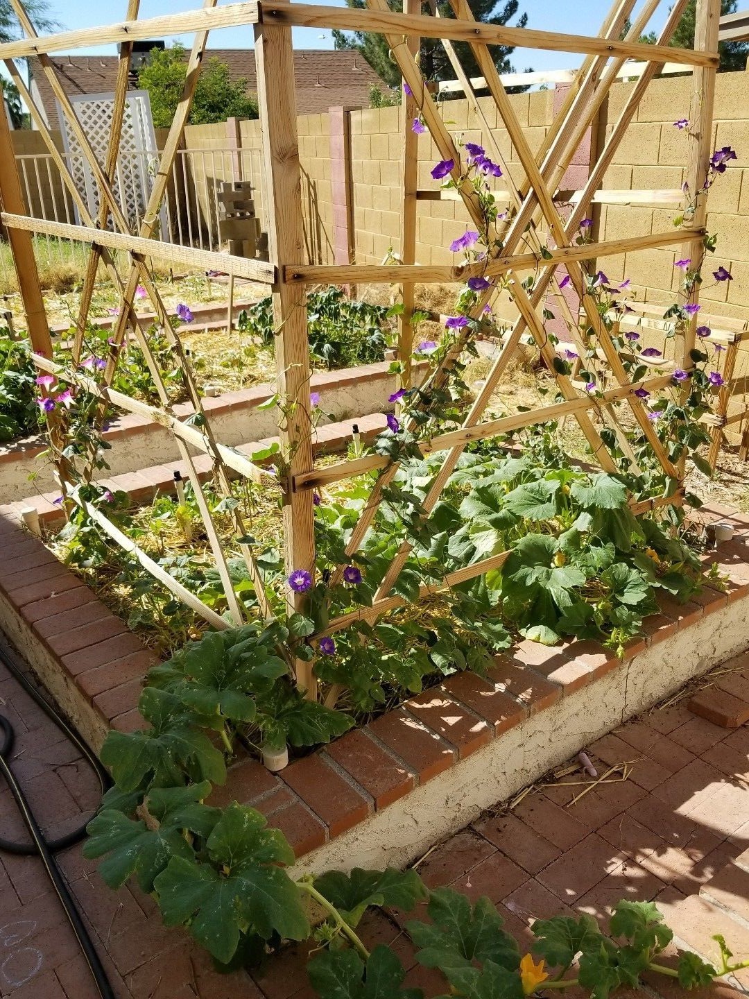 Morning Glory, Tall Mixed Wildflower Seeds, NON-GMO, FREE SHIPPING