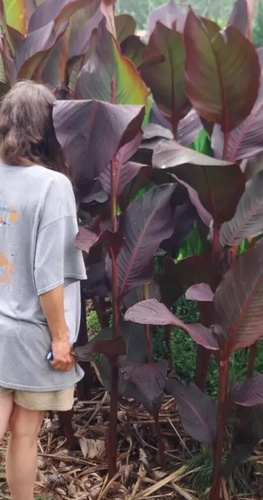 Canna Bulbs Red Flowers Tall Plants ONE Bronze Leaf Lily Rhizome