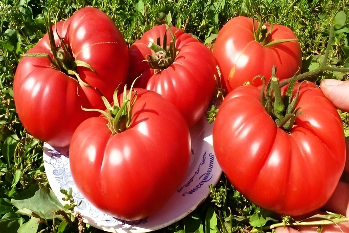 125 Heirloom Bonny Best Tomato Seeds Classic Red Slicing Tomato Garden Favorite