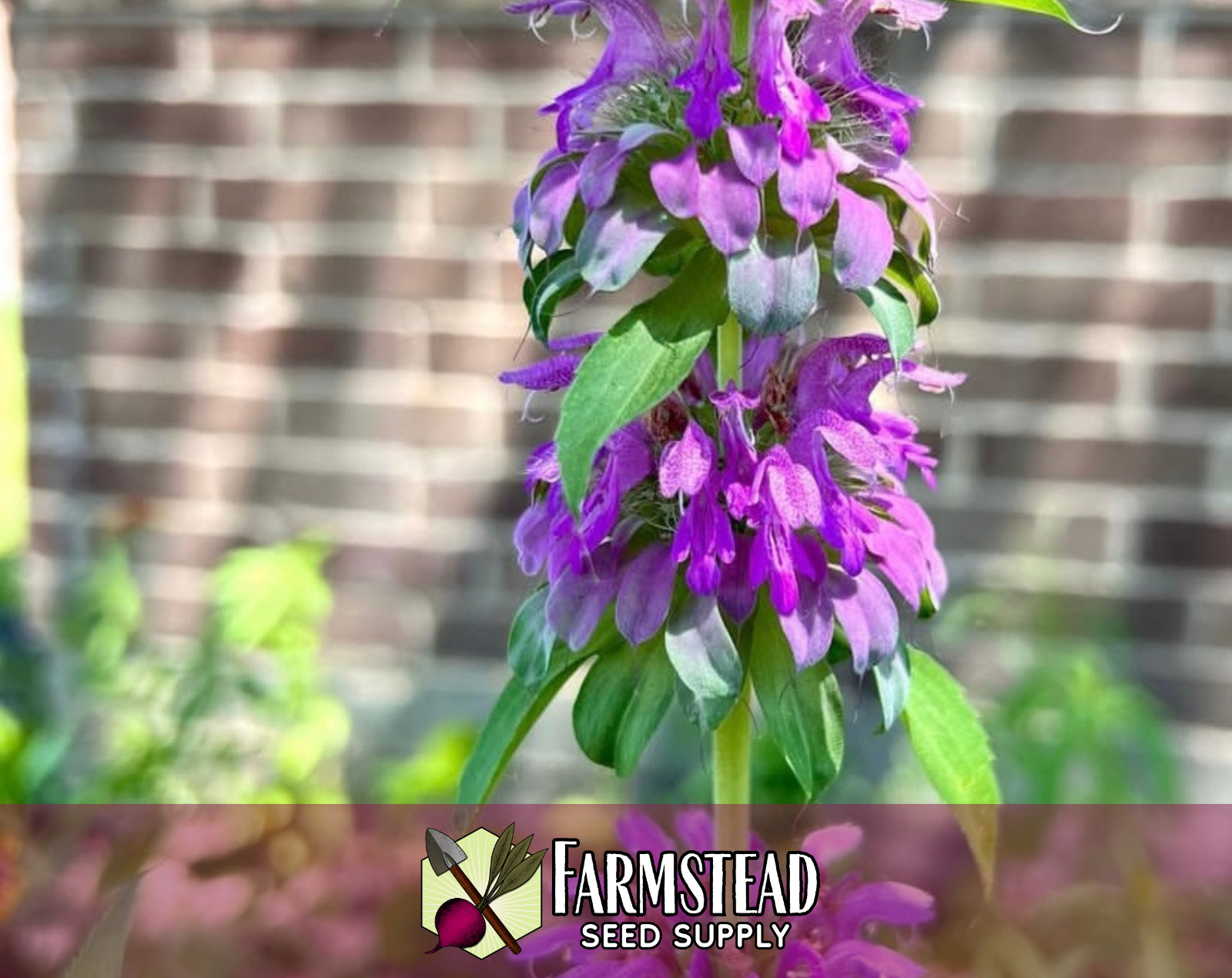3,500+ Lemon Bee Balm Seeds | Flower & Herb Seed, Monarda citriodora, Lemon Mint