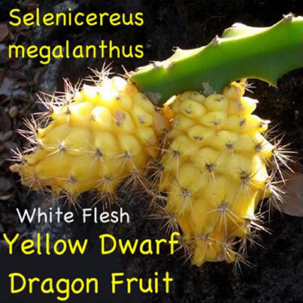 ~Yellow Dwarf DRAGON FRUIT~ Selenicereus megalanthus Pitaya Cactus 10 LIVE SEEDS