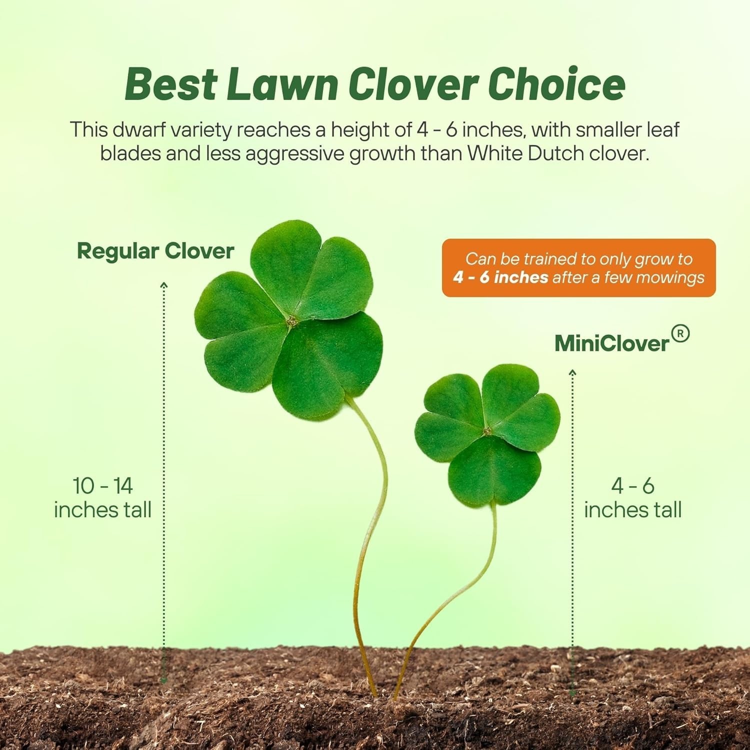Perennial White MiniClover Seed 2 lb Natural Nitrogen-Fixing Ground Cover Lawn