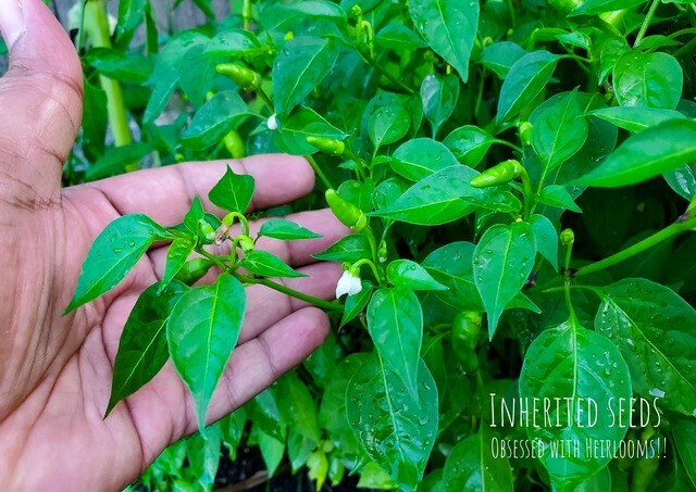 Kanthari / BirdsEye Chilli pepper HEIRLOOM 50+ seeds 100% Organic Grown in USA