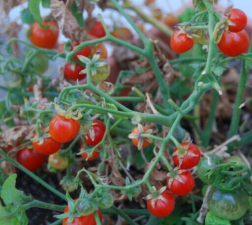 TINY TIM CHERRY TOMATO SEEDS 20+ DWARF plant GREAT FOR CONTAINERS FREE SHIPPING