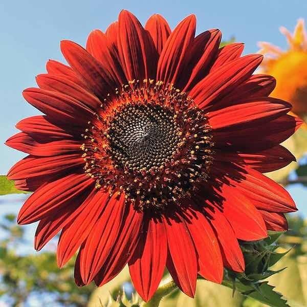 Red Sunflowers Yellow halos Rare Velvet 20 seeds Organic Plants Garden Colorful