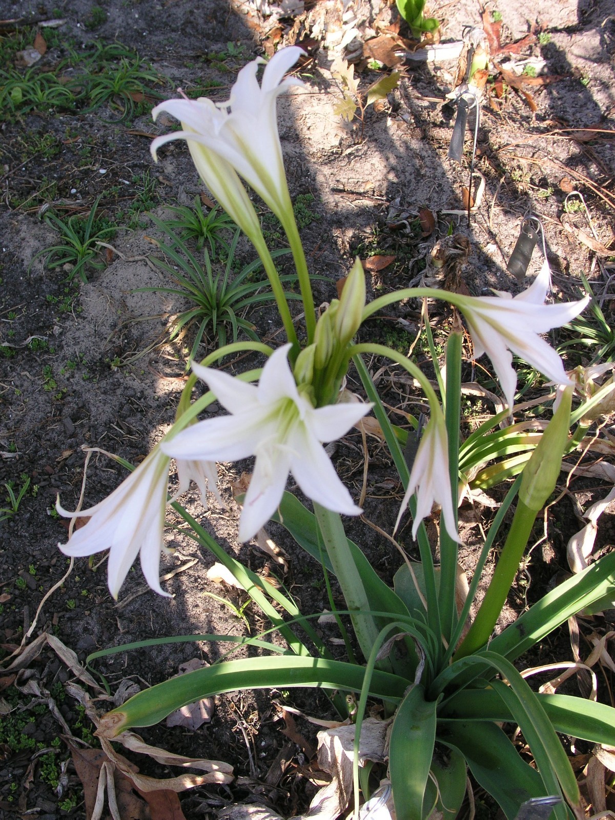 Crinum Lily, Bulbispermum Album ‘White Pawn’ type A, medium-size bulb NEW