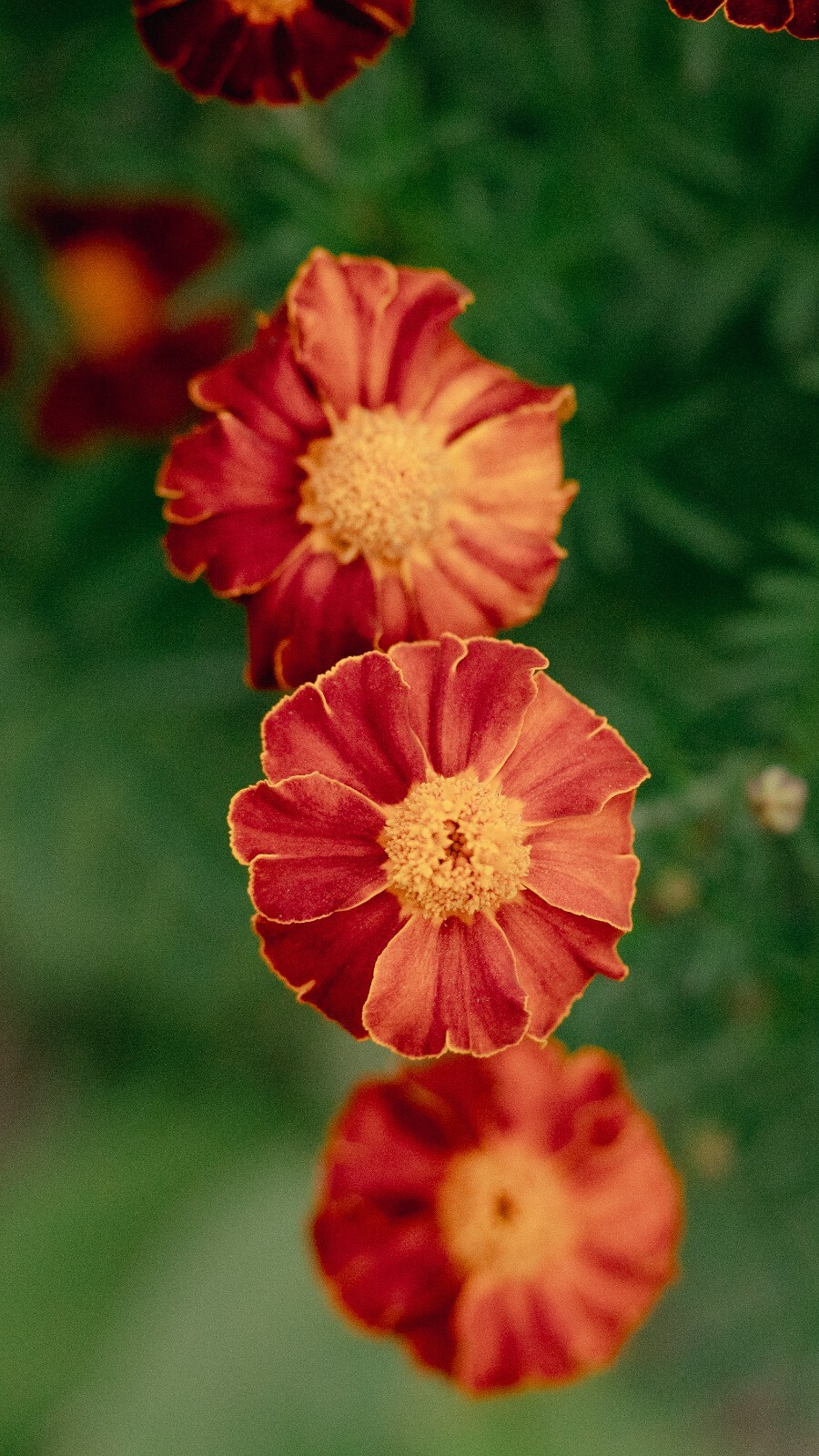 Tashkent Marigold Flower Seeds, Heirloom Orange Halo Blossoms, Certified Organic