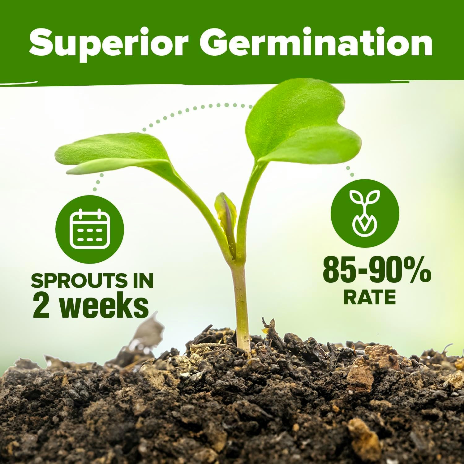 10 Herb Seeds for Planting 3,000+ Non-Gmo Heirloom Seeds | Extra Large Variety P