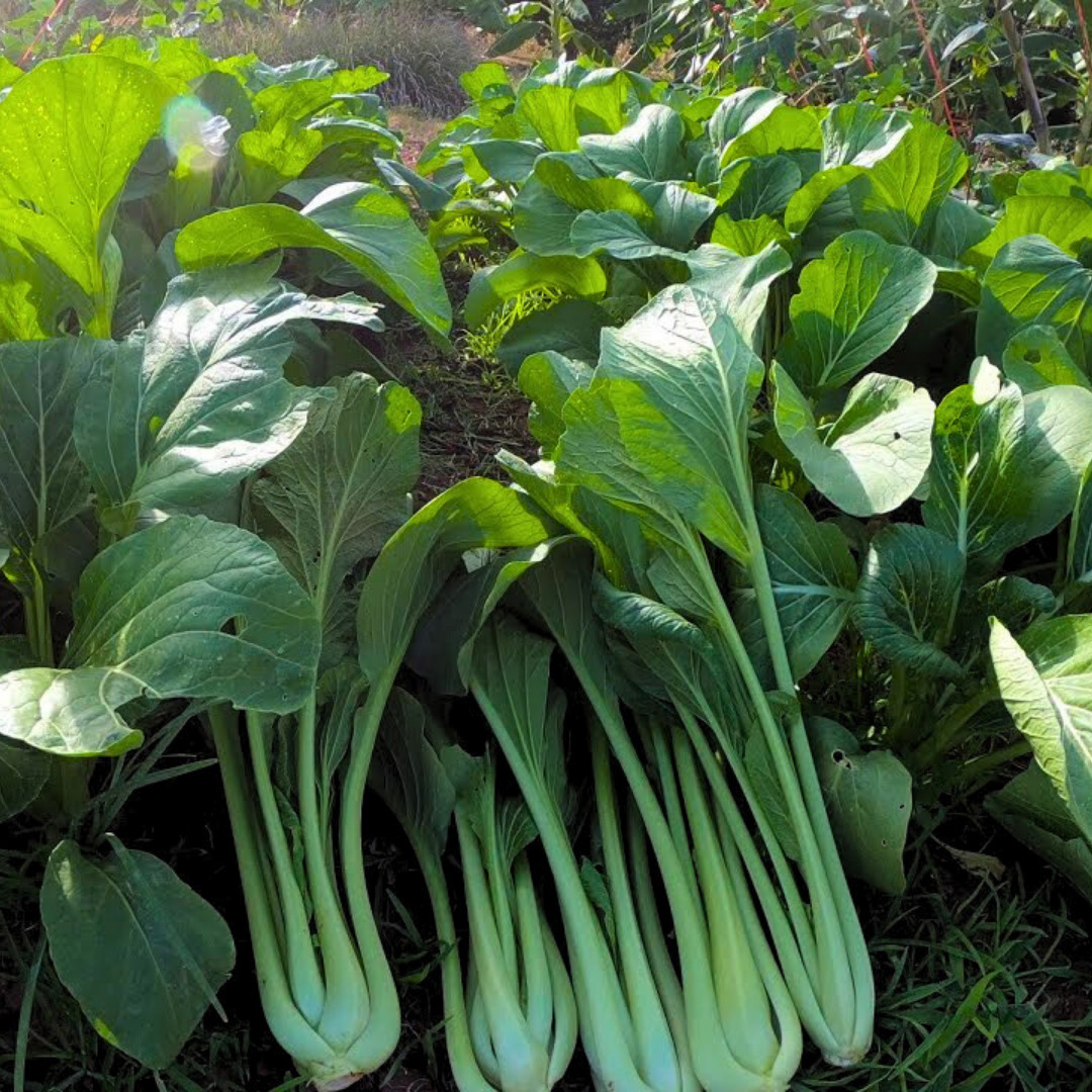 Fresh Premium Yu Choy Sum Seeds | Heirloom Non-GMO | Asian Vegetable Seeds
