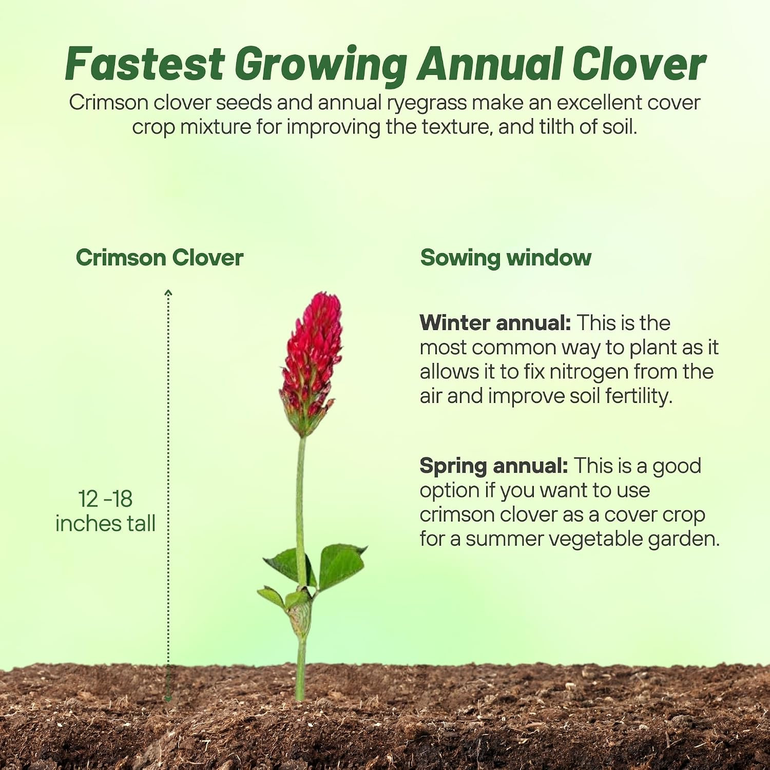 Crimson Clover Seeds – 10 Lbs. Annual, Nitrocoated, & Inoculated