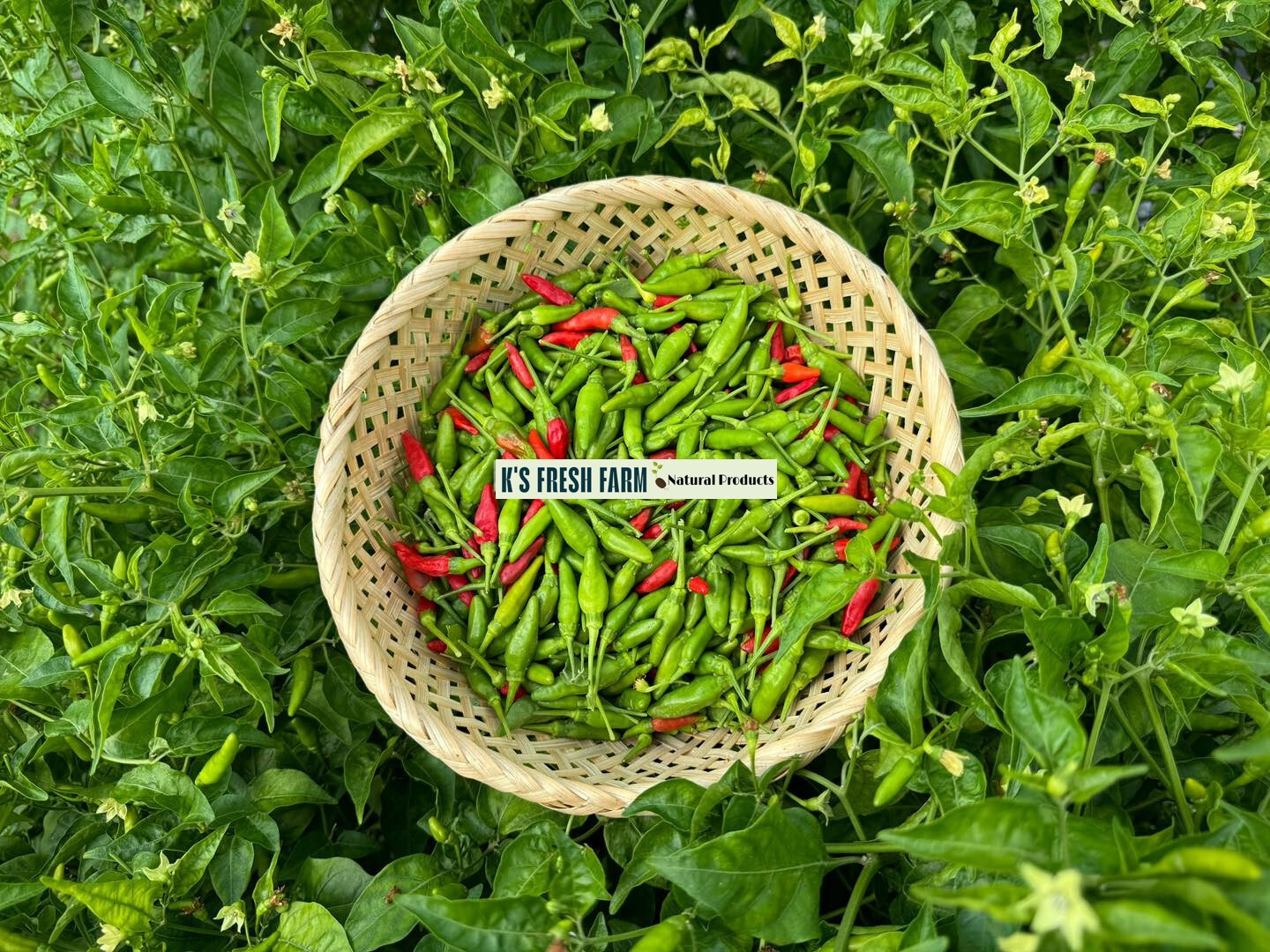 Bird’s Eye /Green Bird’s Eye Pepper Seeds – Hạt Giống Ớt Xiêm Rừng/ Ớt Xiêm Xanh