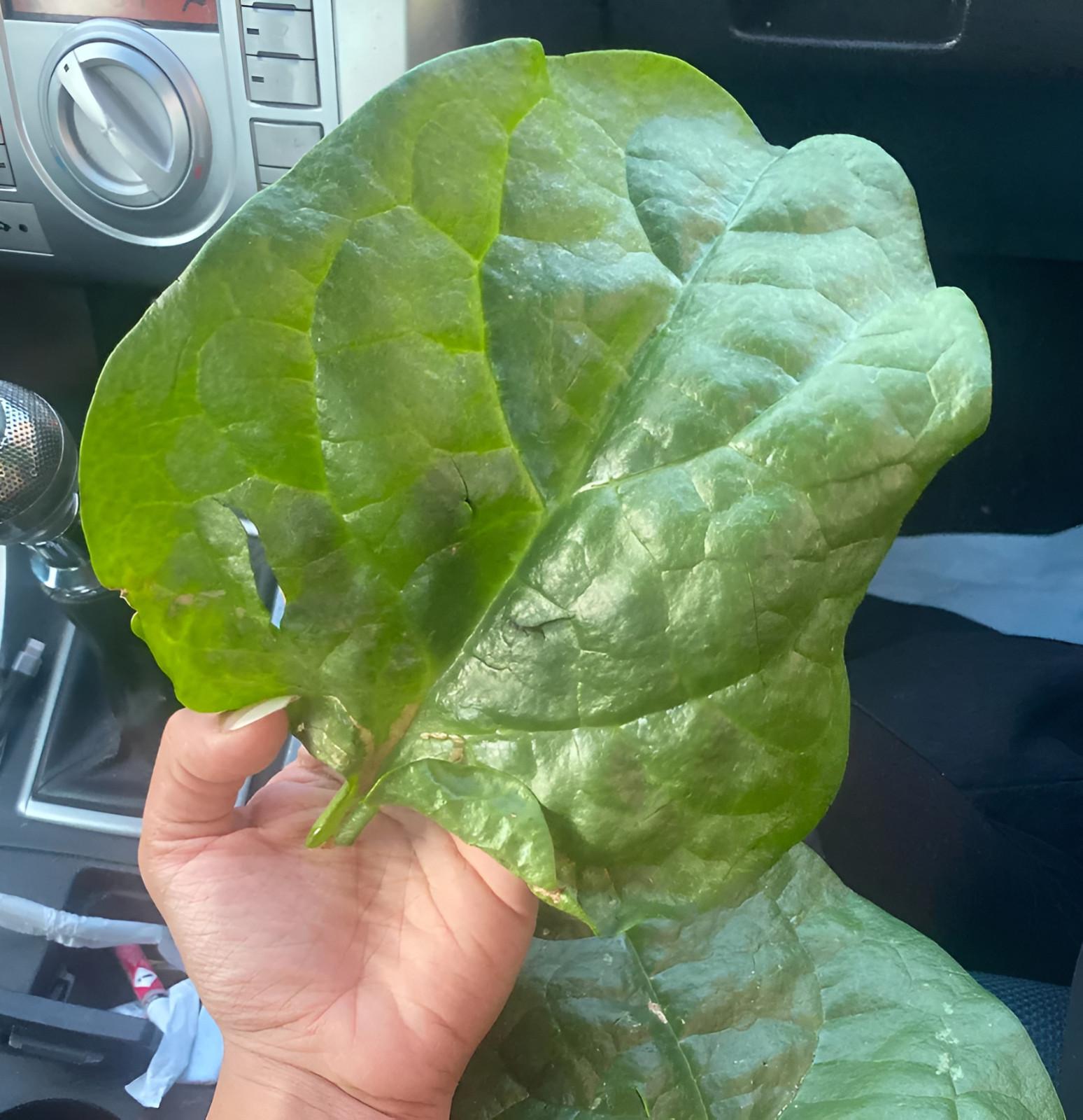400ct Heirloom Giant Nobel Spinach Seeds – AAS Award Winner – Huge & Flavorful