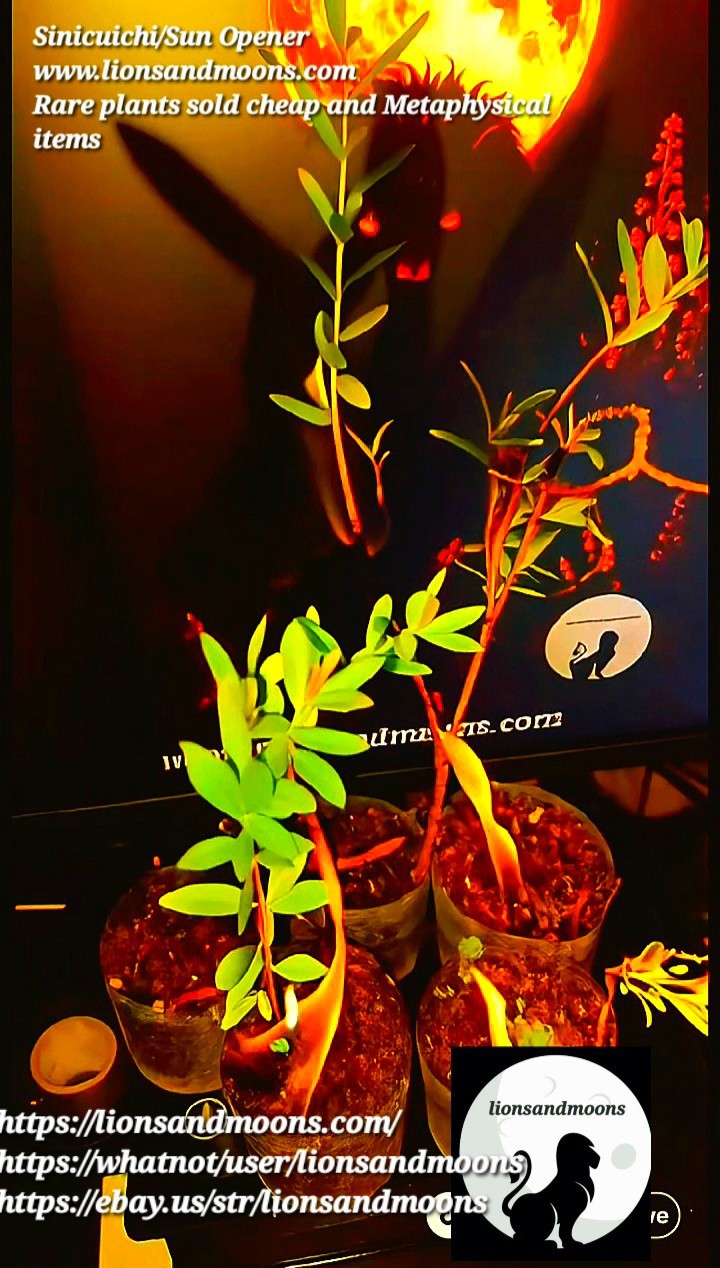 Sun Opener/Sinicuichi Heimia salicifolia Live Plants and Seeds Organic Homegrow