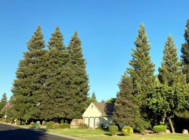 20 California Coast Redwood Seeds Giant Sequoia Bonsai TALLEST TREE in the WORLD
