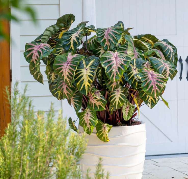 Waikiki Colocasia Live Plant – 6-10″ Tall – Colorful Elephant Ear for Containers