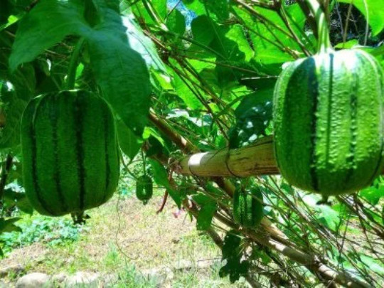 10 Taiwan APPLE LUFFA Hybrid Seeds; 蘋果絲瓜 very sweet can be eaten raw; from 農友種苗